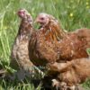 Pekin Bantam Chicken Partridge & Millefleurs Splash