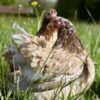 Pekin Bantam Chicken Partridge & Millefleurs Splash