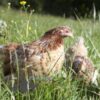 Pekin Bantam Chicken Partridge & Millefleurs Splash