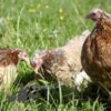Pekin Bantam Chicken Partridge & Millefleurs Splash