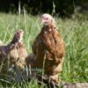 Pekin Bantam Chicken Partridge & Millefleurs Splash