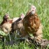 Pekin Bantam Chicken Partridge & Millefleurs Splash