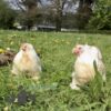 Pekin Bantam Chicken Salmon