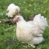 Pekin Bantam Chicken Salmon