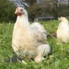Pekin Bantam Chicken Salmon