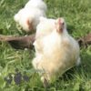 Pekin Bantam Chicken Salmon