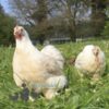 Pekin Bantam Chicken Salmon