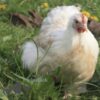 Pekin Bantam Chicken Salmon
