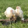 Pekin Bantam Chicken Salmon