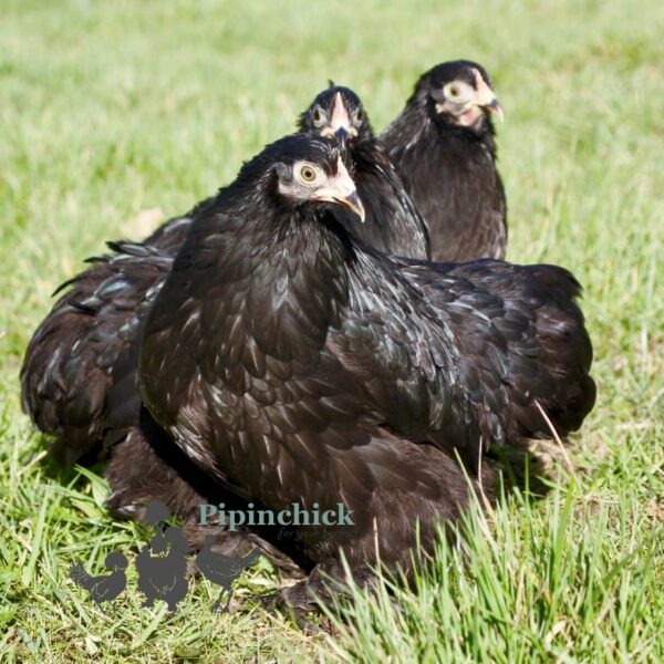 Pekin Bantam Chicken Black