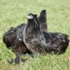 Pekin Bantam Chicken Black