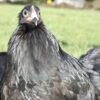 Pekin Bantam Chicken Black