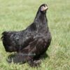 Pekin Bantam Chicken Black