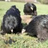 Pekin Bantam Chicken Black