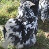 Pekin Bantam Chicken Black Mottled