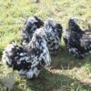 Pekin Bantam Chicken Black Mottled
