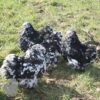Pekin Bantam Chicken Black Mottled