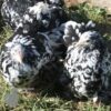 Pekin Bantam Chicken Black Mottled