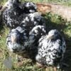 Pekin Bantam Chicken Black Mottled
