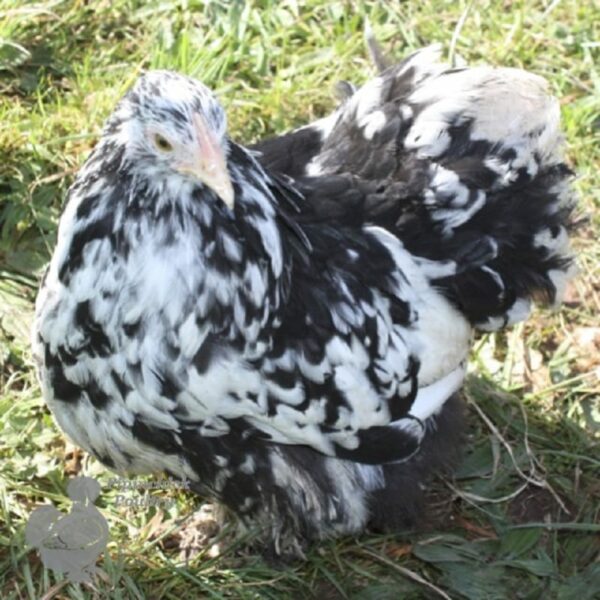 Pekin Bantam Chicken Black Mottled