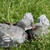 Pekin Bantam Chicken Blue