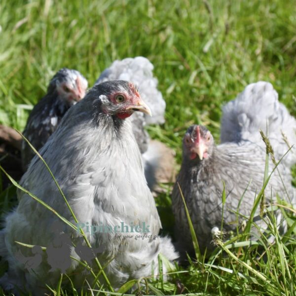 Pekin Bantam Chicken Blue