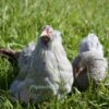 Pekin Bantam Chicken Blue