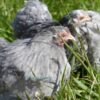 Pekin Bantam Chicken Blue