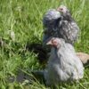 Pekin Bantam Chicken Blue