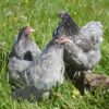 Pekin Bantam Chicken Blue