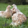 Pekin Bantam Chicken Buff Mottled