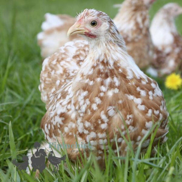 Pekin Bantam Chicken Buff Mottled