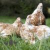 Pekin Bantam Chicken Buff Mottled