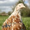Pekin Bantam Chicken Buff Mottled