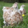 Pekin Bantam Chicken Buff Mottled