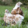 Pekin Bantam Chicken Buff Mottled