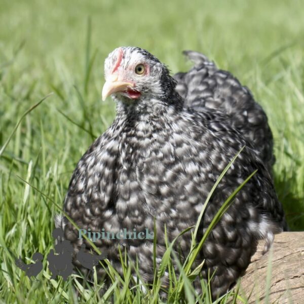 Pekin Bantam Chicken Cuckoo