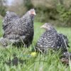 Pekin Bantam Chicken Cuckoo