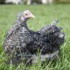Pekin Bantam Chicken Cuckoo