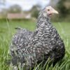 Pekin Bantam Chicken Cuckoo