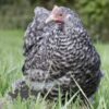 Pekin Bantam Chicken Cuckoo