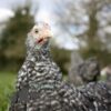 Pekin Bantam Chicken Cuckoo