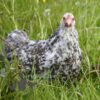 Pekin Bantam Chicken Cuckoo Mottled