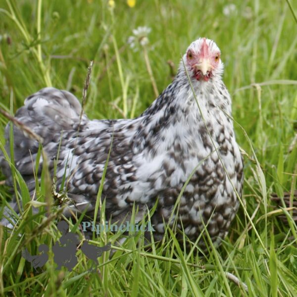 Pekin Bantam Chicken Cuckoo Mottled