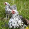 Pekin Bantam Chicken Cuckoo Mottled
