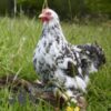 Pekin Bantam Chicken Cuckoo Mottled