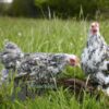 Pekin Bantam Chicken Cuckoo Mottled