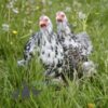 Pekin Bantam Chicken Cuckoo Mottled