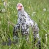Pekin Bantam Chicken Cuckoo Mottled