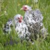 Pekin Bantam Chicken Cuckoo Mottled